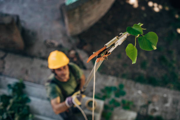 Best Dead Tree Removal  in Liberty Lake, WA